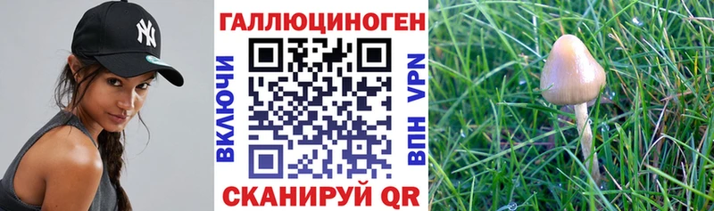 Купить  Назарово  Галлюциногенные грибы MAGIC MUSHROOMS 